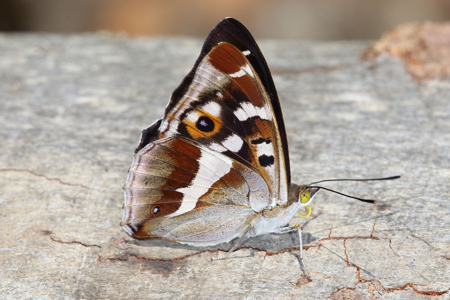 Apatura iris - Großer Schillerfalter, Falter Unterseite