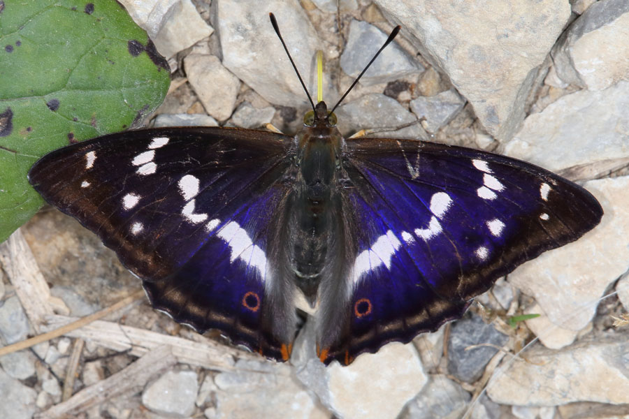 Apatura iris - Großer Schillerfalter, Männchen Oberseite