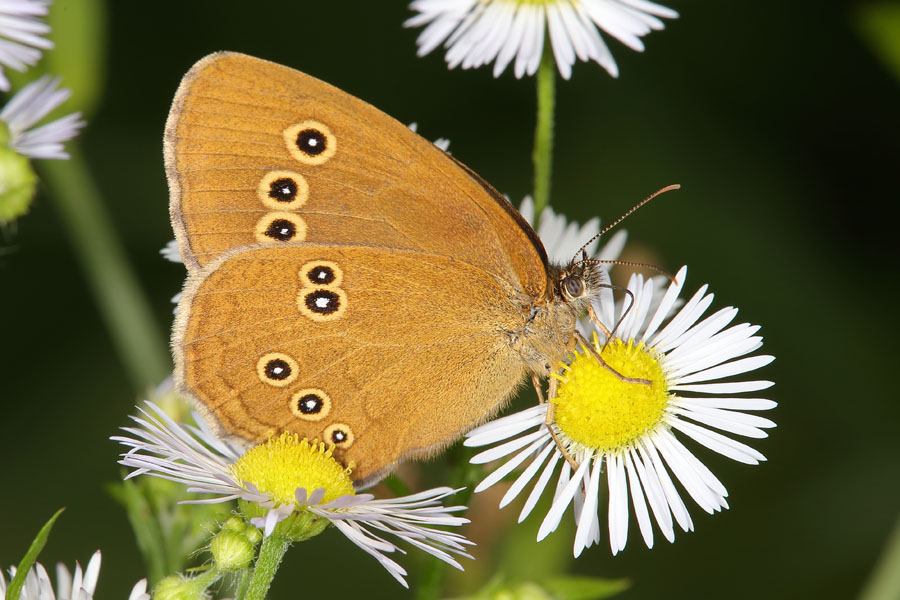 Aphantopus hyperantus - Schornsteinfeger, Falter Seite