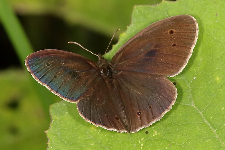 Aphantopus hyperantus - Schornsteinfeger, Falter oben