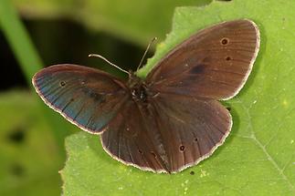 Aphantopus hyperantus - Schornsteinfeger, Falter oben