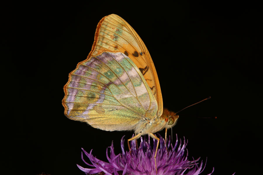 Argynnis paphia - Kaisermantel, Männchen Unterseite