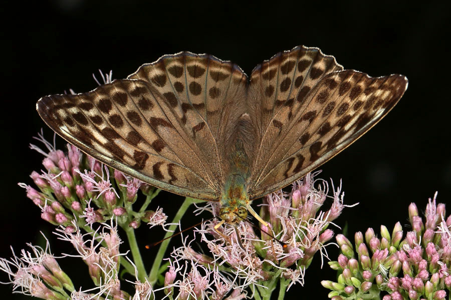 Argynnis paphia f. valesina - Kaisermantel, Weibchen Oberseite