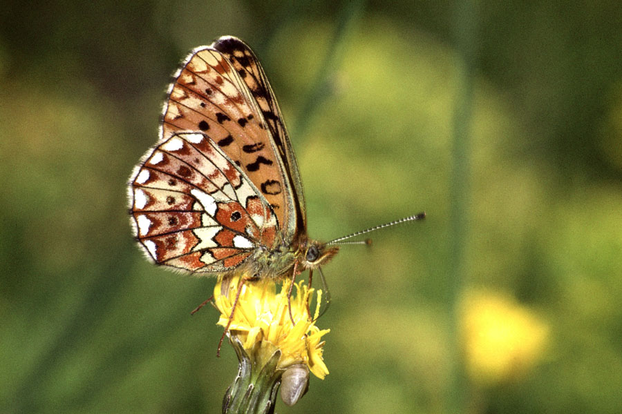 Boloria euphrosyne - Silberfleck-Perlmuttfalter, Falter Unterseite