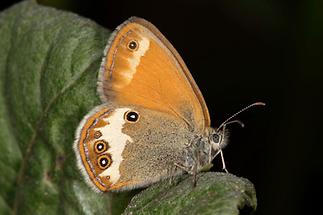 Coenonympha arcania - Weißbindiges Wiesenvögelchen, Falter