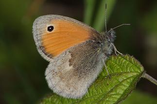 Coenonympha pamphilus - Kleines Wiesenvögelchen, Falter Seite