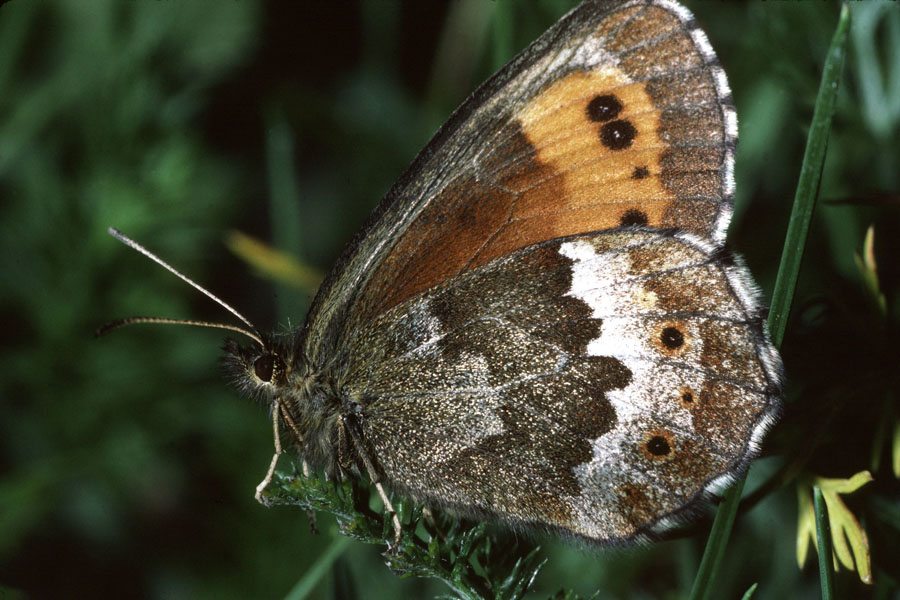 Erebia aethiops - Graubindiger Mohrenfalter, Falter