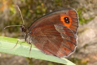 Erebia aethiops - Graubindiger Mohrenfalter, Männchen Seite