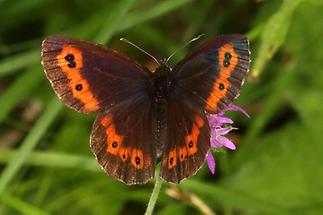 Erebia ligea - Weißbindiger Mohrenfalter, Falter, Oberseite