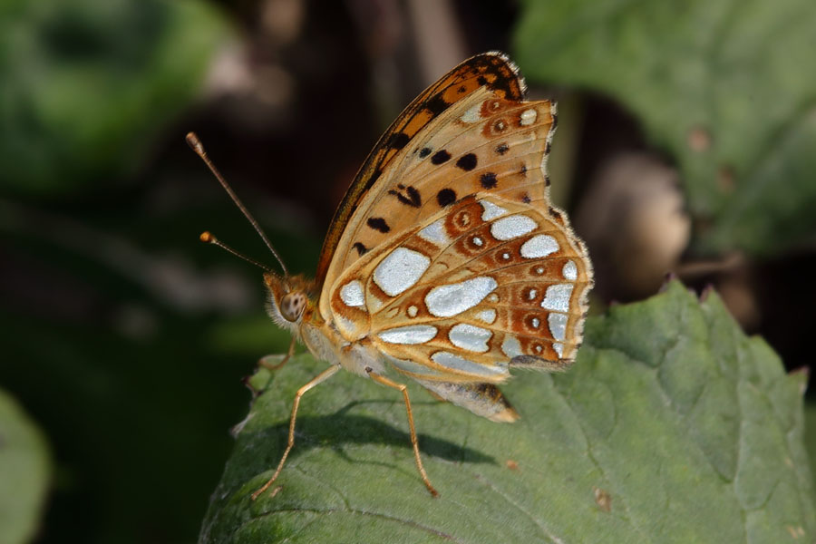 Issoria lathonia - Kleiner Perlmuttfalter, Falter Unterseite