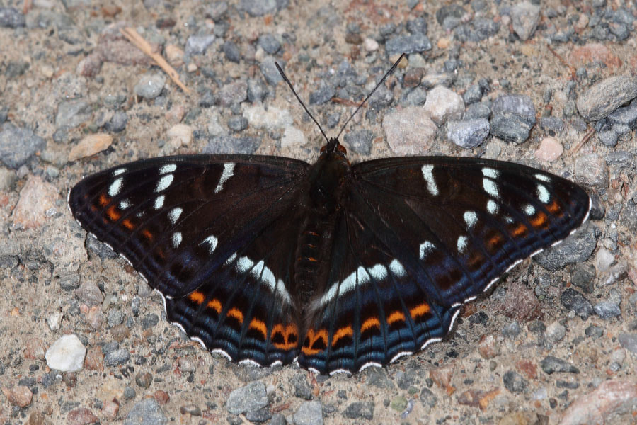 Limenitis populi - Großer Eisvogel, Falter Oberseite