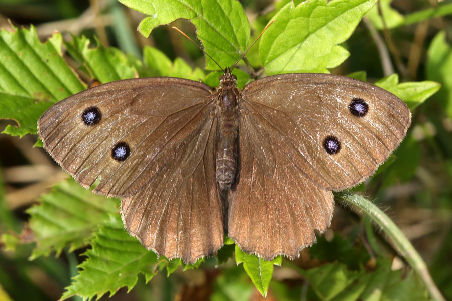 Minois dryas - Blauäugiger Waldportier, Falter Oberseite