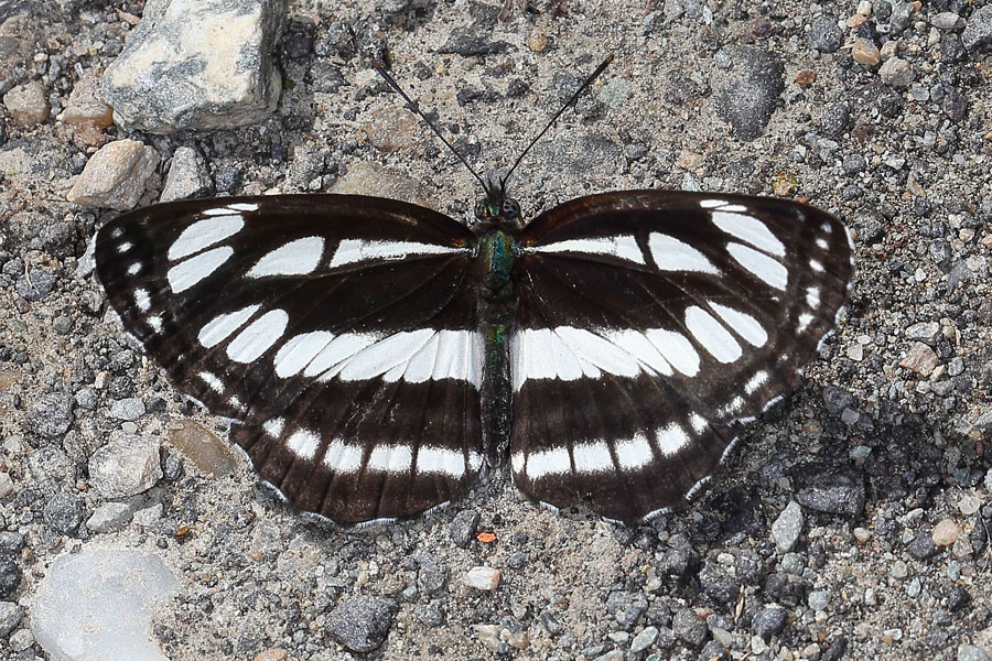 Neptis sappho - Schwarzbrauner Trauerfalter, Falter Oberseite