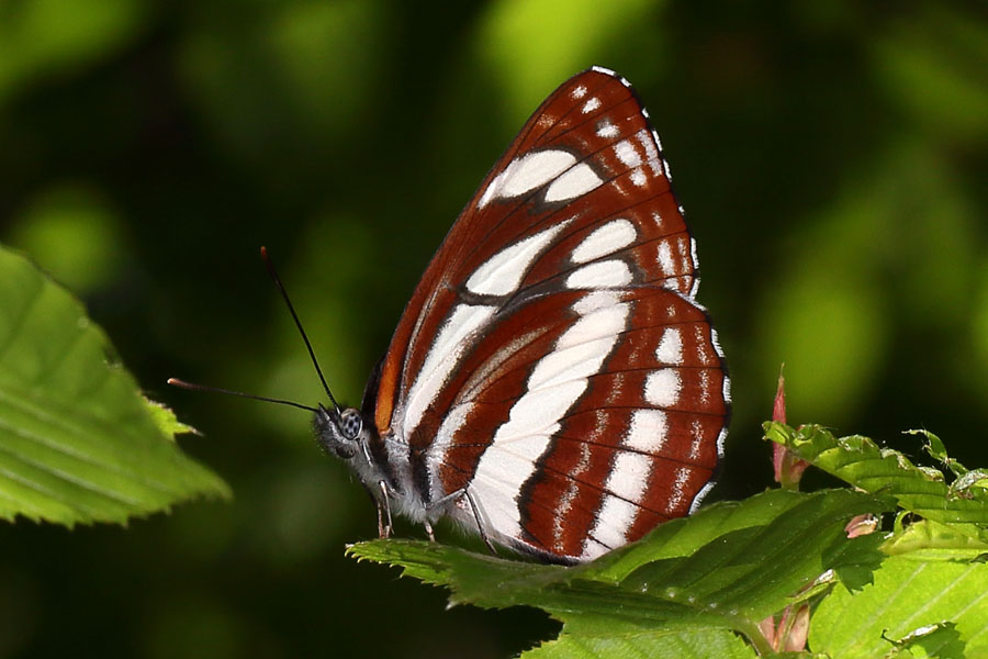 Neptis sappho - Schwarzbrauner Trauerfalter, Falter Unterseite