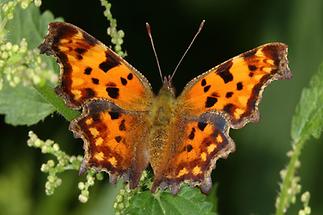 Polygonia c-album - C-Falter, Falter Oberseite (1)