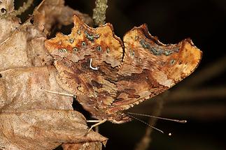 Polygonia c-album - C-Falter, Falter Unterseite (1)