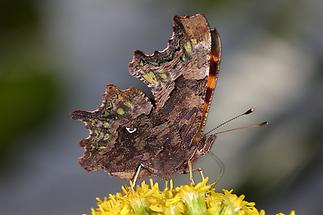 Polygonia c-album - C-Falter, Falter Unterseite (2)