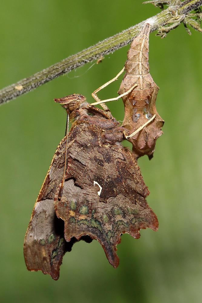 Polygonia c-album - C-Falter, Falter geschlüpft auf verlassener Puppenhülle