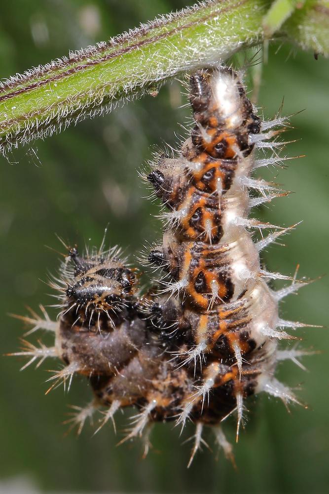 Polygonia c-album - C-Falter, Vorpuppe