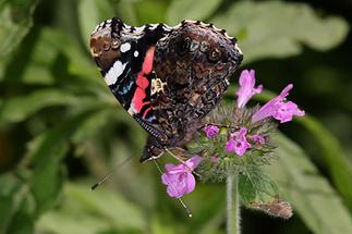 Vanessa atalanta - Admiral, Falter Unterseite