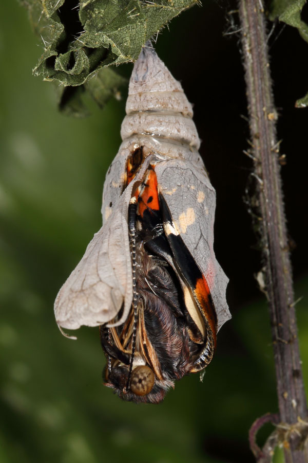 Vanessa atalanta - Admiral, Falter schlüpft