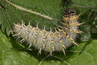 Vanessa atalanta - Admiral, Raupe (1)