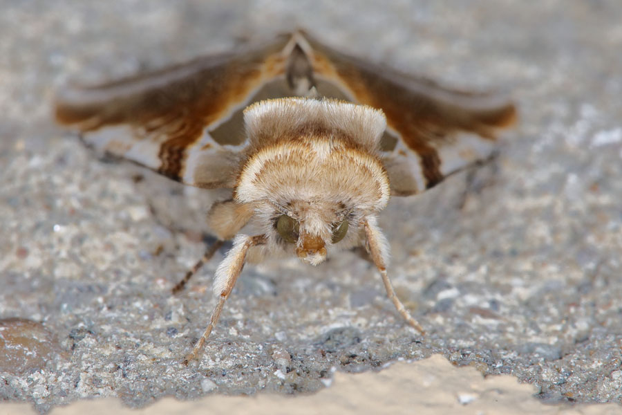 Habrosyne pyritoides - Achat-Eulenspinner