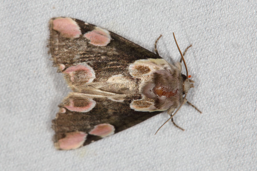 Thyatira batis - Rosen-Eulenspinner, Lichtfang