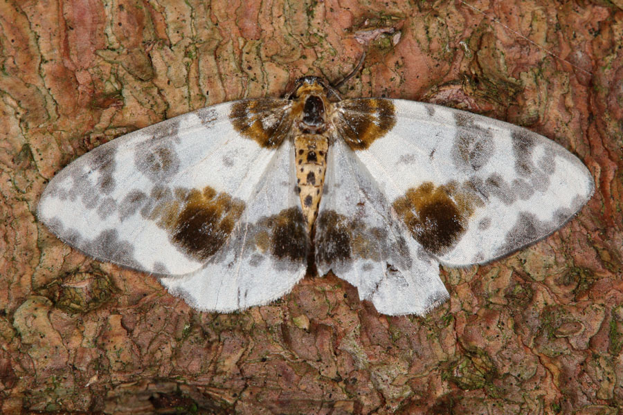 Abraxas sylvata - Ulmen-Harlekin