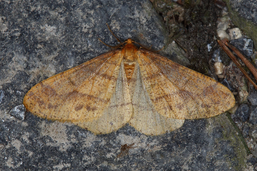 Agriopis aurantiaria - Orangegelber Breitflügelspanner