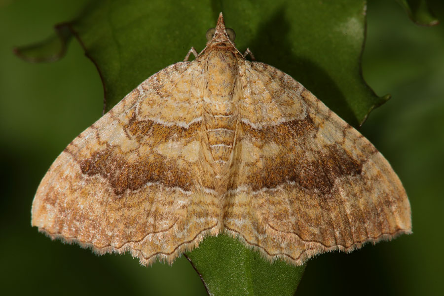 Camptogramma bilineata - Ockergelber Blattspanner