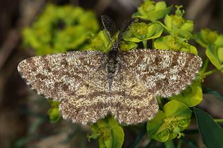 Ematurga atomaria - Heidespanner, Männchen