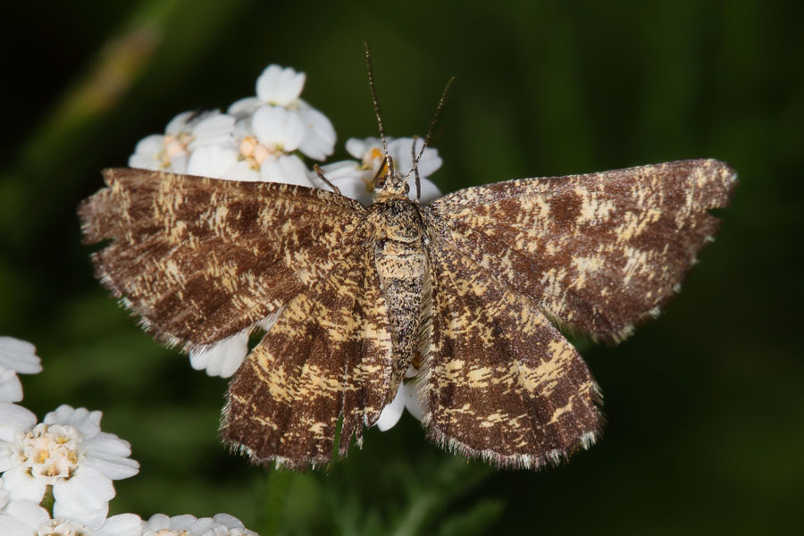 Ematurga atomaria - Heidespanner, Weibchen