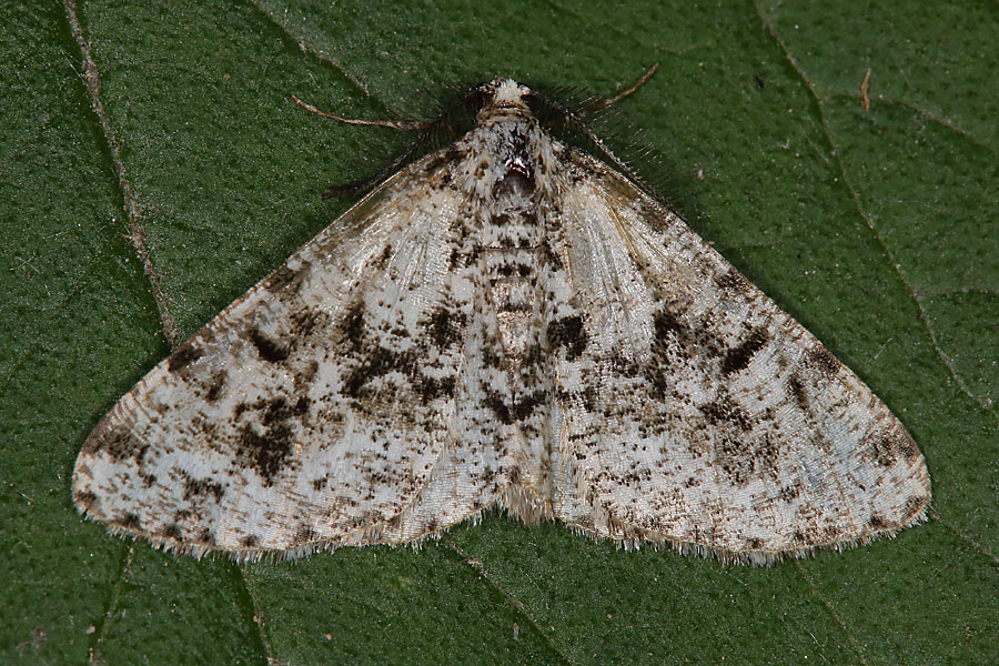 Fagivorina arenaria - Scheckiger Rindenspanner