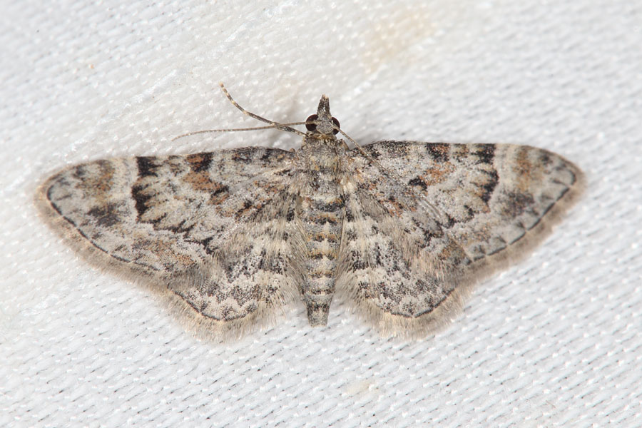 Gymnoscelis rufifasciata - Rotgebänderter Blütenspanner, Lichtfang