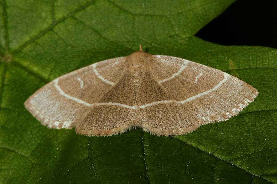 Hylaea fasciaria - Zweibindiger Nadelwald-Spanner