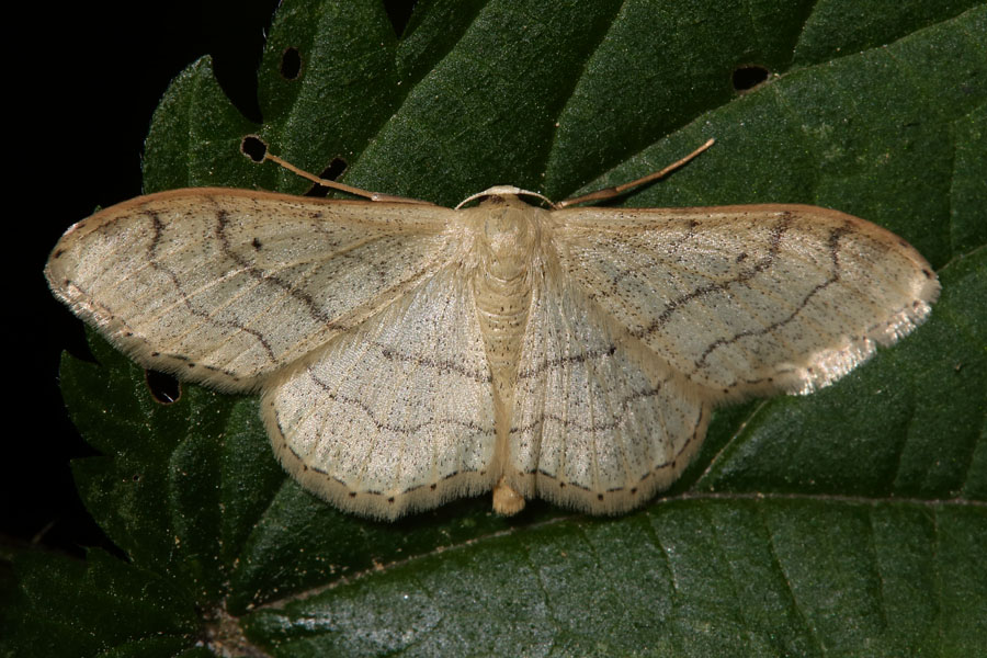 Idaea aversata f. remutata - Breitgebänderter Staudenspanner