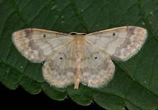 Idaea biselata - Breitgesäumter Zwergspanner