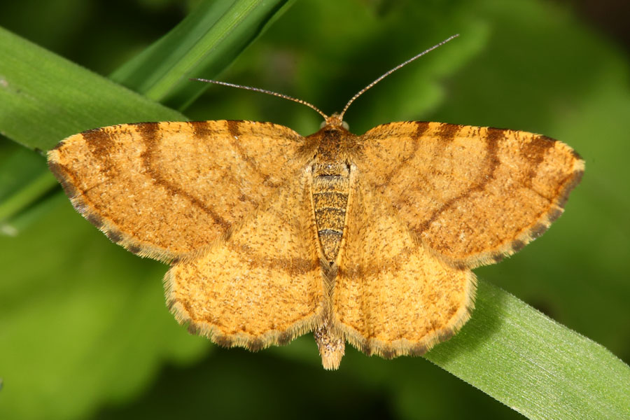 Macaria brunneata - Waldmoorspanner, Weibchen