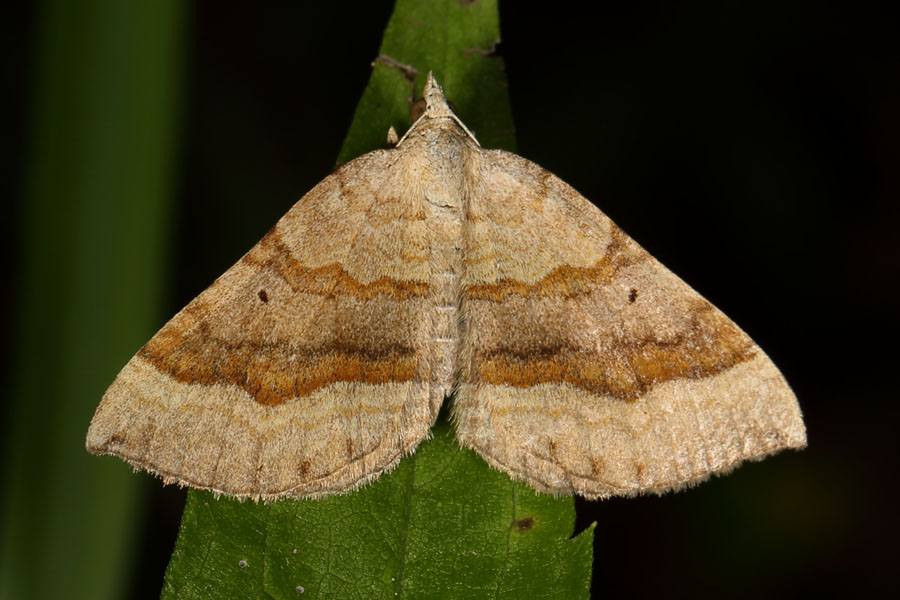 Scotopteryx chenopodiata - Braunbinden-Wellenstriemenspanner