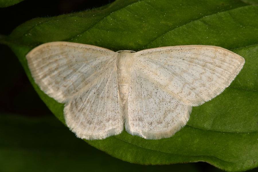 Scopula floslactata - Gelblichweißer Kleinspanner