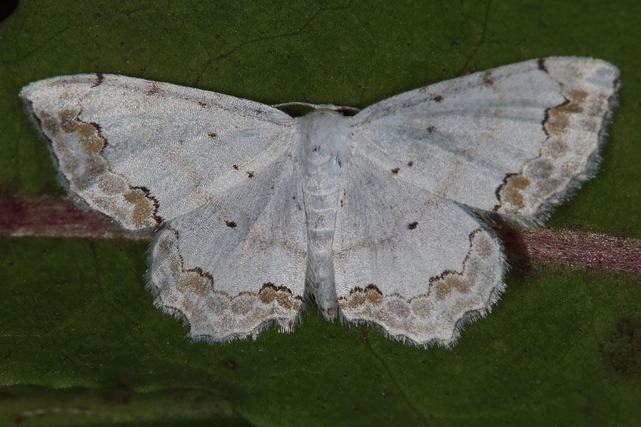 Scopula ornata - Schmuck-Kleinspanner