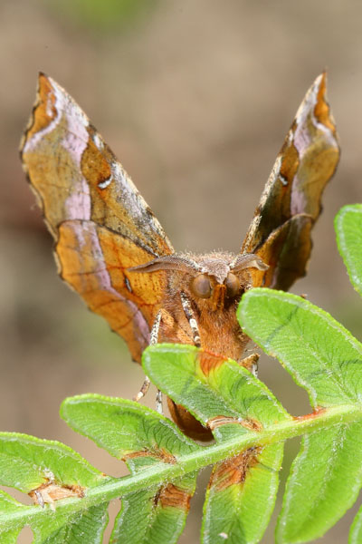 Selenia tetralunaria - Violettbrauner Mondfleckspanner