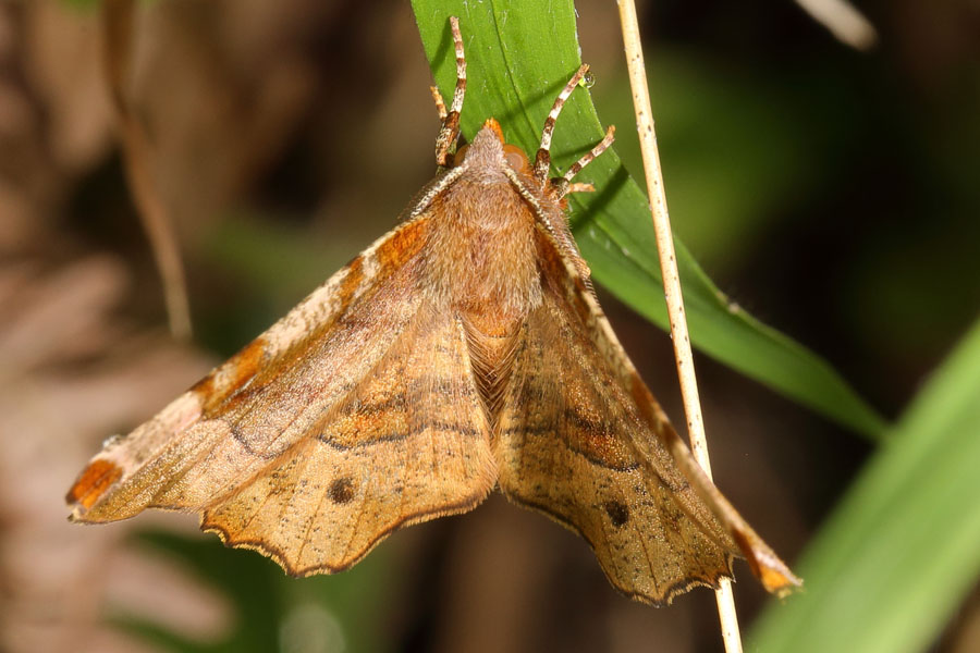 Selenia tetralunaria - Violettbrauner Mondfleckspanner