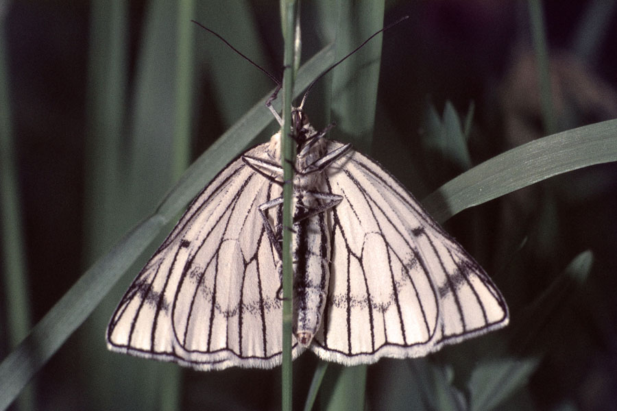 Siona lineata - Hartheu-Spanner, Unterseite