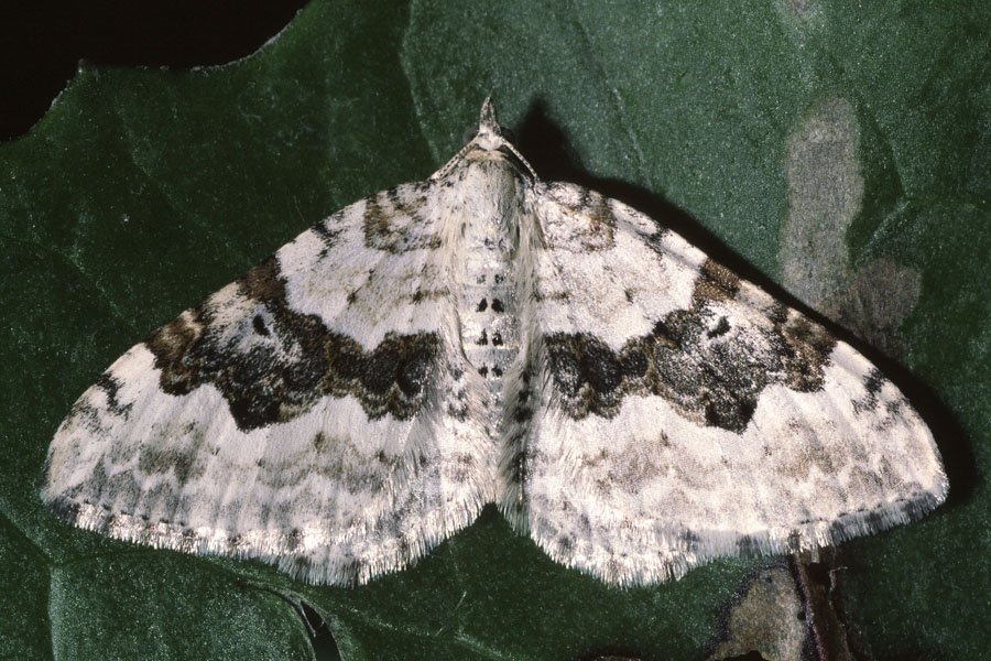 Xanthorhoe montanata - Schwarzbraunbinden-Blattspanner