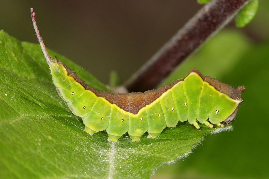 Cerura vinula - Großer Gabelschwanz, Raupe