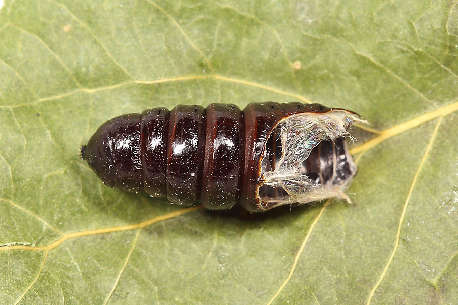 Notodonta tritophus - Espen-Zahnspinner, verlassene Puppenhülle