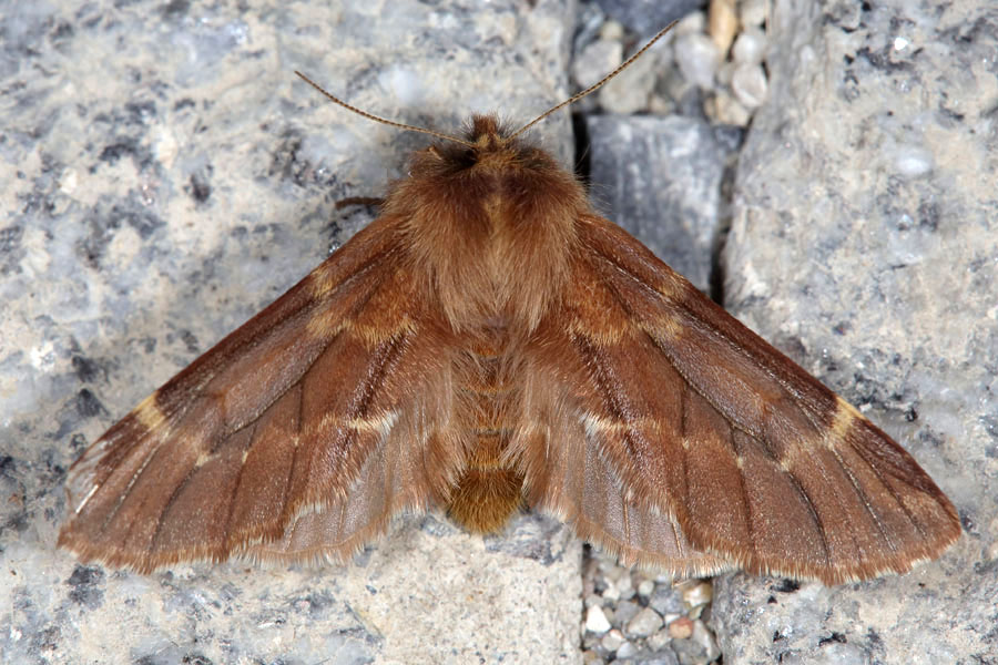 Ptilophora plumigera - Haarschuppen-Zahnspinner, Weibchen