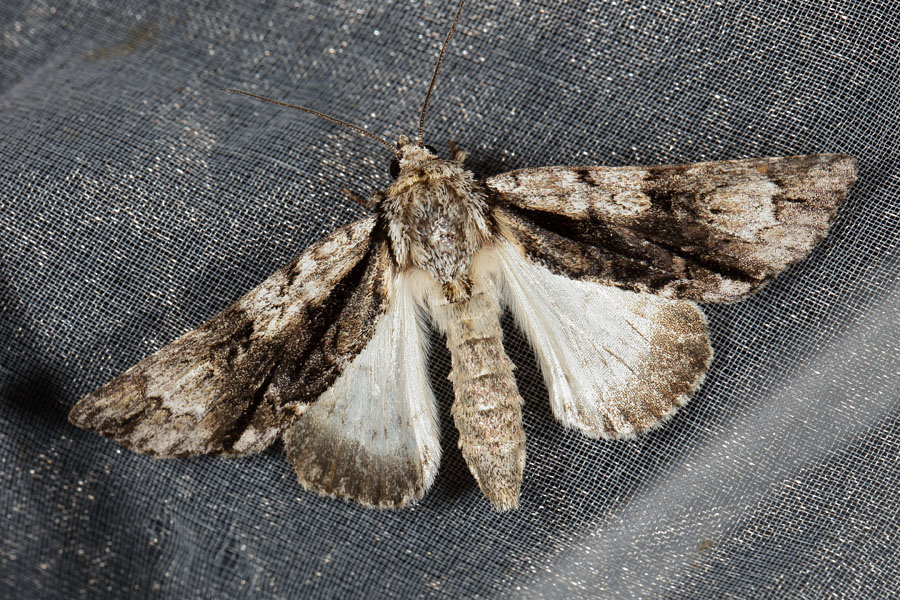 Acronicta alni - Erlen-Rindeneule, Falter Lichtfang